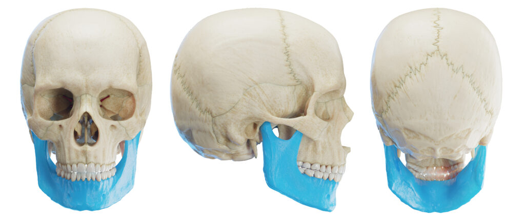 Mandible, illustration
